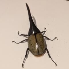 ヘラクレスオオカブト ペアの画像