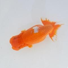 らんちゅう春季品評会