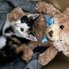 ※受付一時停止※ひとりっ子ミケちゃん推定4週間 - 猫