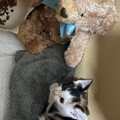 ひとりっ子ミケちゃん推定4週間