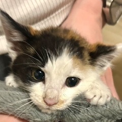※受付一時停止※ひとりっ子ミケちゃん推定4週間 - 岡山市