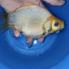 金魚　玉サバ　キャリコ玉サバ　水槽の画像