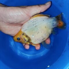 金魚　玉サバ　キャリコ玉サバ　水槽の画像