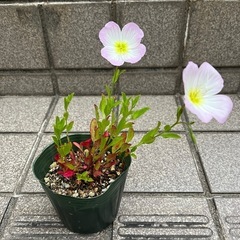 値下げ！　昼咲き月見草
