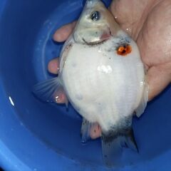 金魚　玉サバ　キャリコ玉サバ　水槽