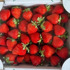 ゆうべにいちご 1kg以上入