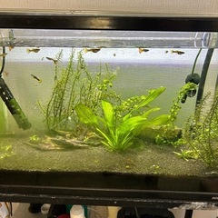 グッピー譲ります（取引中）