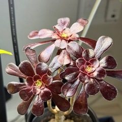 観葉植物　アエオニウム　黒法師