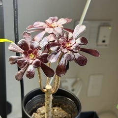 観葉植物　アエオニウム　黒法師の画像