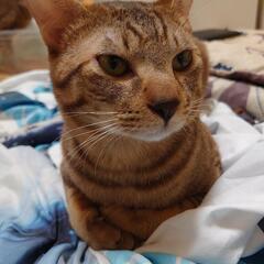 ガッチリした体格のキジトラくん☺️