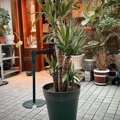 観葉植物　ユッカ　高さ135cm　12号の鉢付き