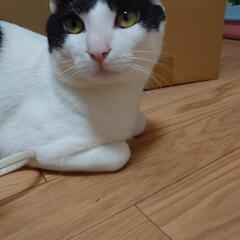 甘えん坊な白黒くん🥰