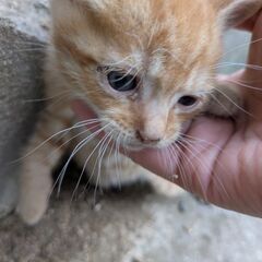 子猫ちゃん3匹