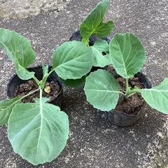 キャベツ苗　鉢でも育ちました！