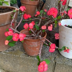花キリン