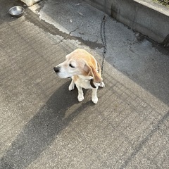 とにかく元気なビーグルです🐶