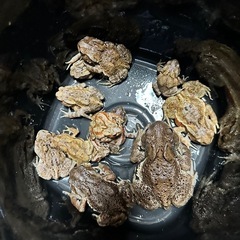 ヒキガエル