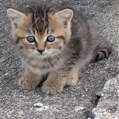 生後1ヶ月♡激かわ子猫4匹♡キジトラ