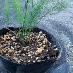 みかも石、残りわずか‼️なくなり次第終了? ドライガーデンに