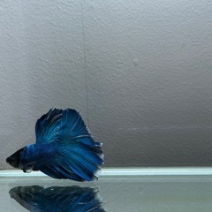 熱帯魚　ダブルテールベタ稚魚　の画像