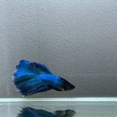 熱帯魚　ダブルテールベタ稚魚　の画像