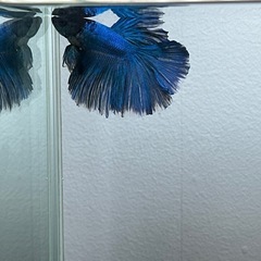 熱帯魚　ダブルテールベタ稚魚　の画像
