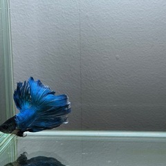 熱帯魚　ダブルテールベタ稚魚　の画像