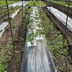 無農薬の新鮮野菜
