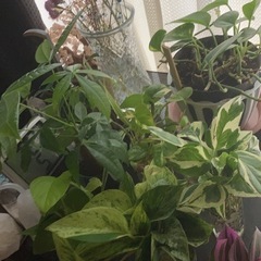 ポトスなどの植え替え