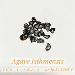 アガベ種子　10粒　イシスメンシス　カブトガニ　ロックガーデン　...