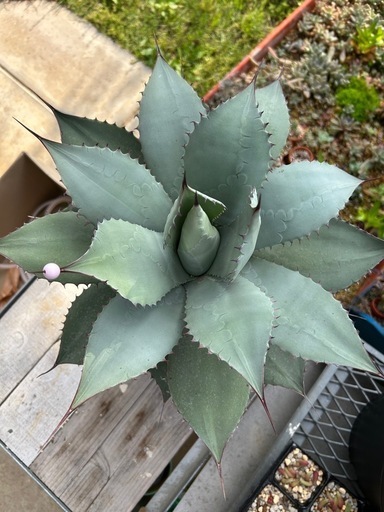 特大サイズパリー吉祥天