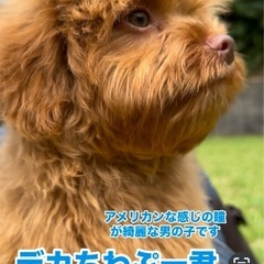 🧡ドッグハウスティラ🧡ちわぷー