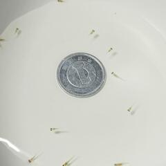 紅帝　めだか　発眼卵、針子、稚魚、幼魚の画像