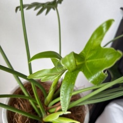 観葉植物　フィロデンオージー　の画像
