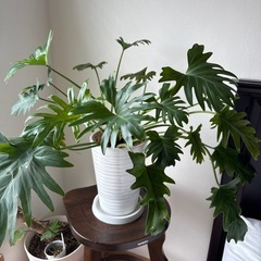 観葉植物　フィロデンオージー　