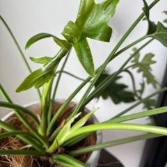 観葉植物　フィロデンオージー　の画像