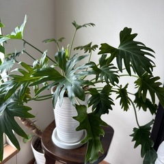 観葉植物　フィロデンオージー　の画像