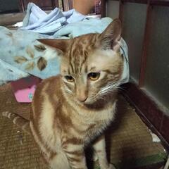 大人しめなおっとり系ちろるくん