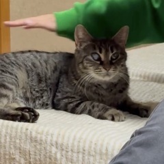 【☆里親募集☆】人懐っこいキジトラちゃん - 猫
