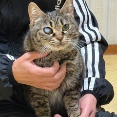 【☆里親募集☆】人懐っこいキジトラちゃん - 豊田市