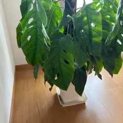 モンステラ　5号鉢　珍しい切れ込みが入る品種ですの画像