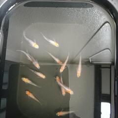 めだか(篤姫？)雌10、雄4