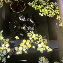 水草の画像