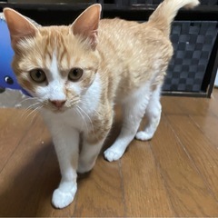 茶白の仔猫　セント君　抱っこ大好き！