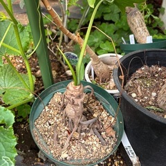 フィロデンドロン　セロウム　セローム　観葉植物　塊根植物　多肉植...