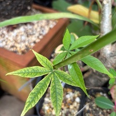 【20%オフ　6/15】トックリキワタ　観葉植物　塊根植物　多肉植物　ビザールプランツ　レアプランツ　ガーデニング　植物　グリーン　趣味　盆栽　葉　花　庭　草の画像