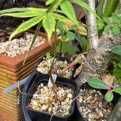 トックリキワタ　観葉植物　塊根植物　多肉植物　ビザールプランツ　...