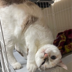 人が大好き呼んだら飛んできますよ！三毛猫ハルちゃん