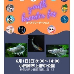 6/1(日) めだか　ユースブリーダーフェス　