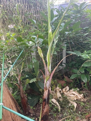 斑入りバナナ　ムサアエアエ